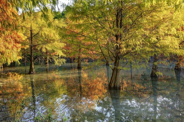 Reflexion der Herbstbäume im Wasser