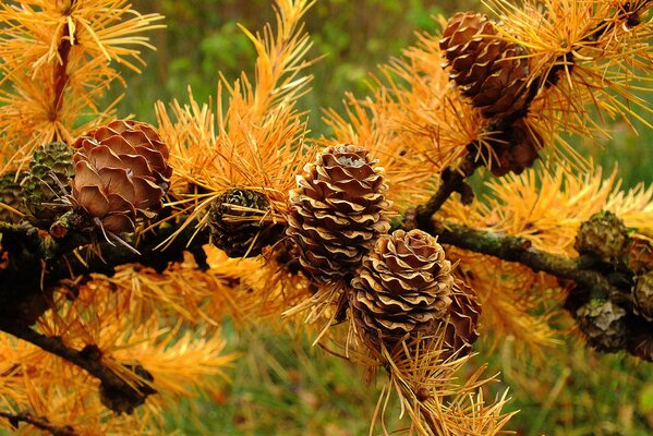 Autumn is coming soon and yellow leaves again