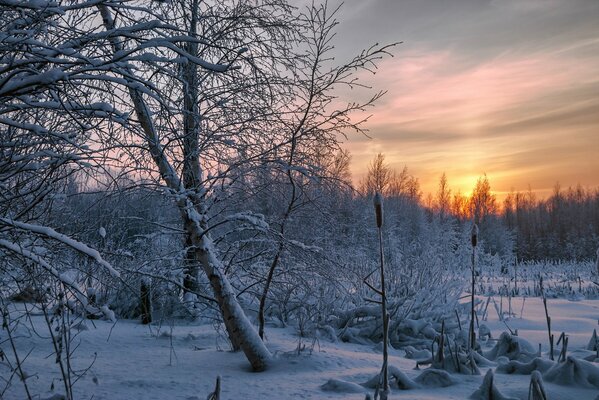 Sunset in the winter snow forest