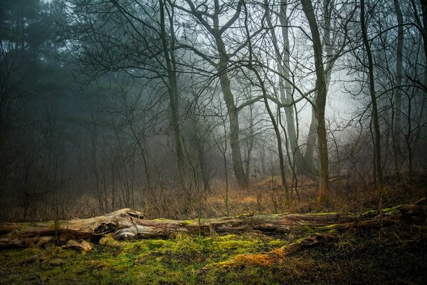 Árboles caídos en el bosque en otoño