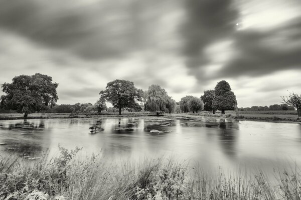 Alberi in bianco e nero tra il fiume