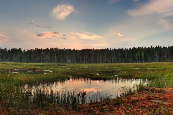 Paysage du soir de la zone marécageuse et de l épinette à l horizon