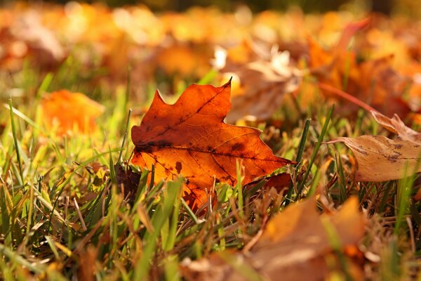 Herbe feuilles automne gros plan