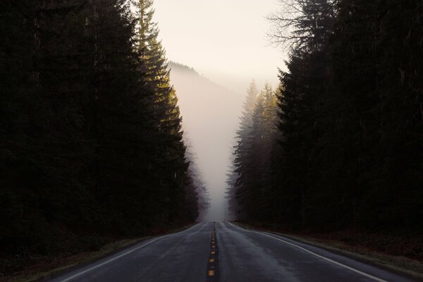 The road in the forest in the fog