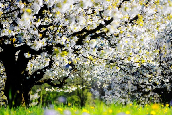 Blühender Baum im Frühling im Garten