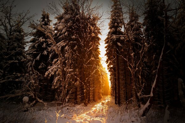 Mañana Nevada en la naturaleza en el bosque