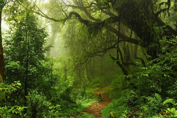 Sendero mágico en el bosque mágico