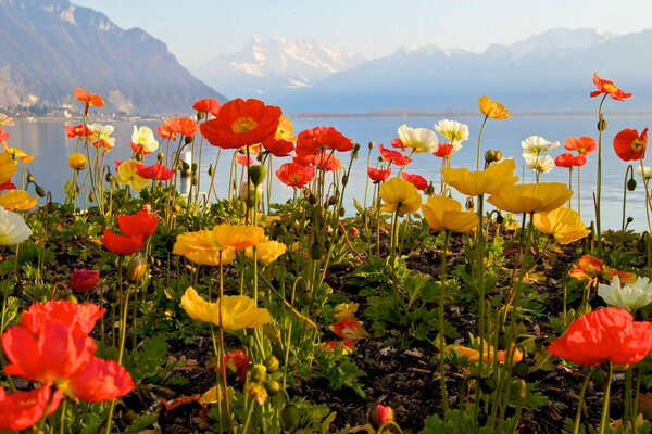 Amapolas multicolores en el fondo de las montañas y el lago