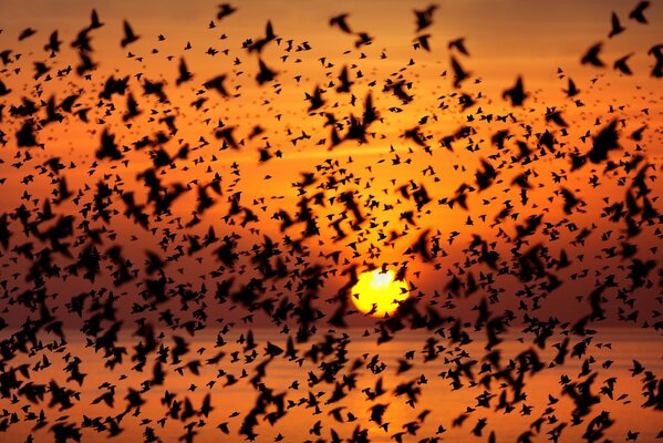 Un troupeau d oiseaux vole au coucher du soleil