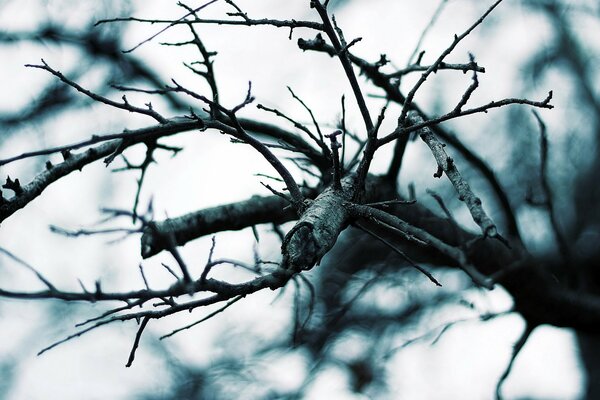 Rami di albero nudi come zampe