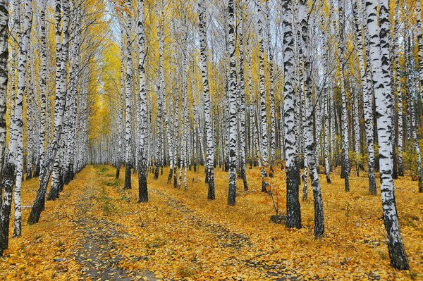 Schöne Landschaft der herbstlichen Natur