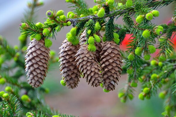 Gros plan de prise de vue de branches de sapin avec des cônes