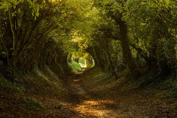 Sentiero che conduce attraverso la foresta verde