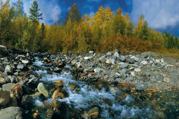 Arroyo de montaña en el fondo de los árboles de otoño