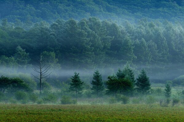 Una fitta foresta possente in un velo nebbioso