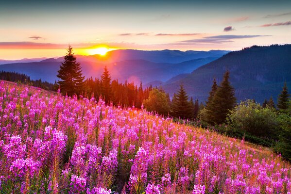 The light of the sun. Flowers. Mountains