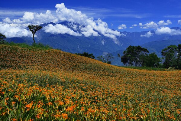 Foto Wiese Blumen Berge