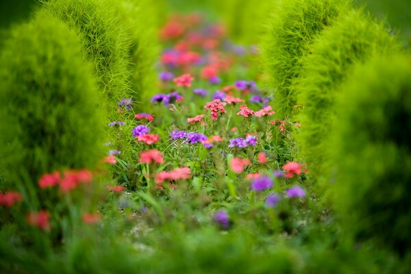 Pink and lilac flowers in a flower bed