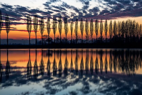 Sagome di pioppi italiani al tramonto