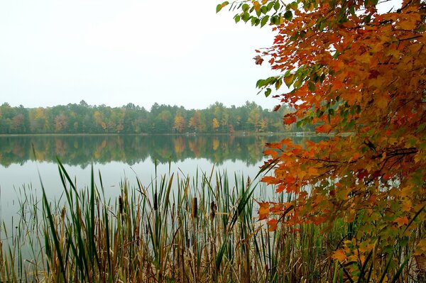 Cielo bosque lago árboles otoño cañas