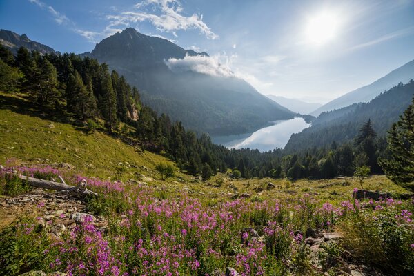 Natur des Waldes. Die Sonne scheint auf die Berge