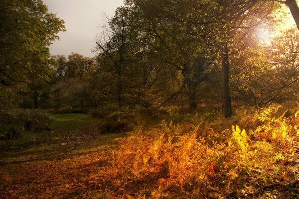 Herbstliche Naturlandschaft mit Sonnenlicht