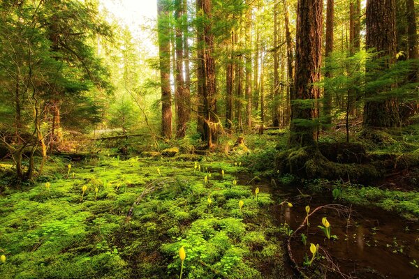 Dans la forêt, les fleurs se sont épanouies et l herbe est devenue verte