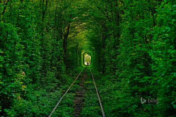 Tunnel dell amore tra i boschi in Ucraina