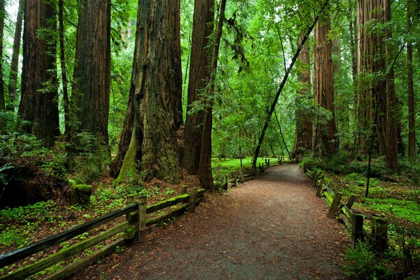 Parc National de Californie