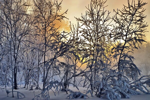 Paesaggio invernale di alberi in gelo gelido