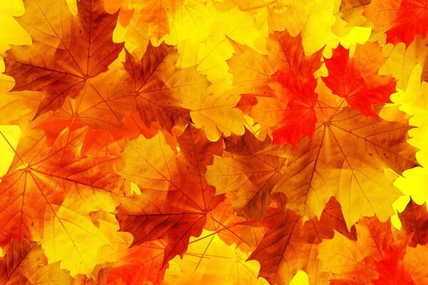 Background of colorful bright maple leaves