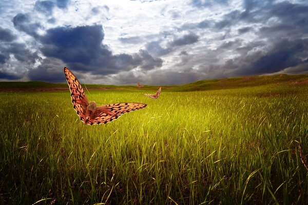 Butterflies on a dark sky background