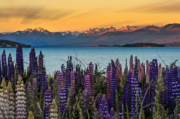 Lupinen blühen am Tekapo-See in Neuseeland