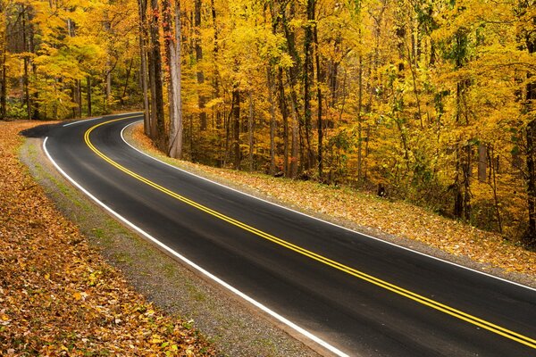 A smooth road in the autumn forest