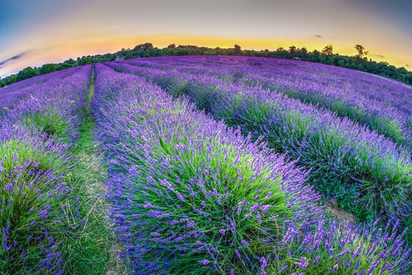 Riesige Lavendelplantage vor dem Hintergrund des Abendhimmels