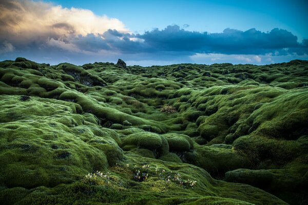 The green hills of Ireland are covered with moss and plants