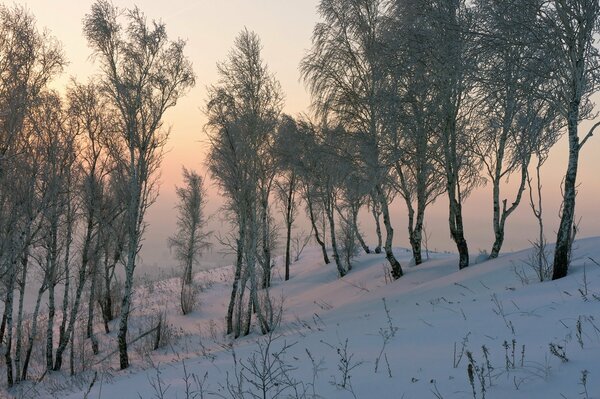 Nature in winter in the forest