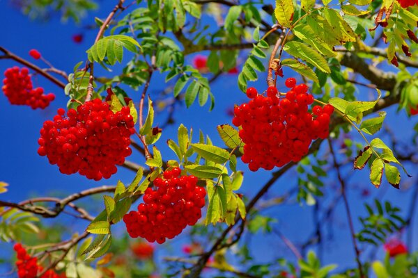 Rowan berries on branches against the sky