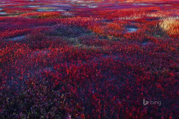 Campo de arándanos y arándanos en flor