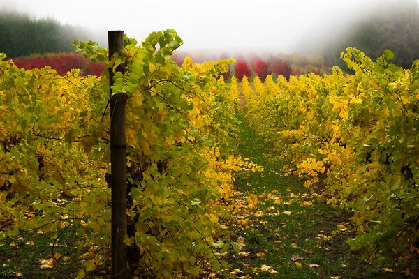 Fotos de viñedos en otoño