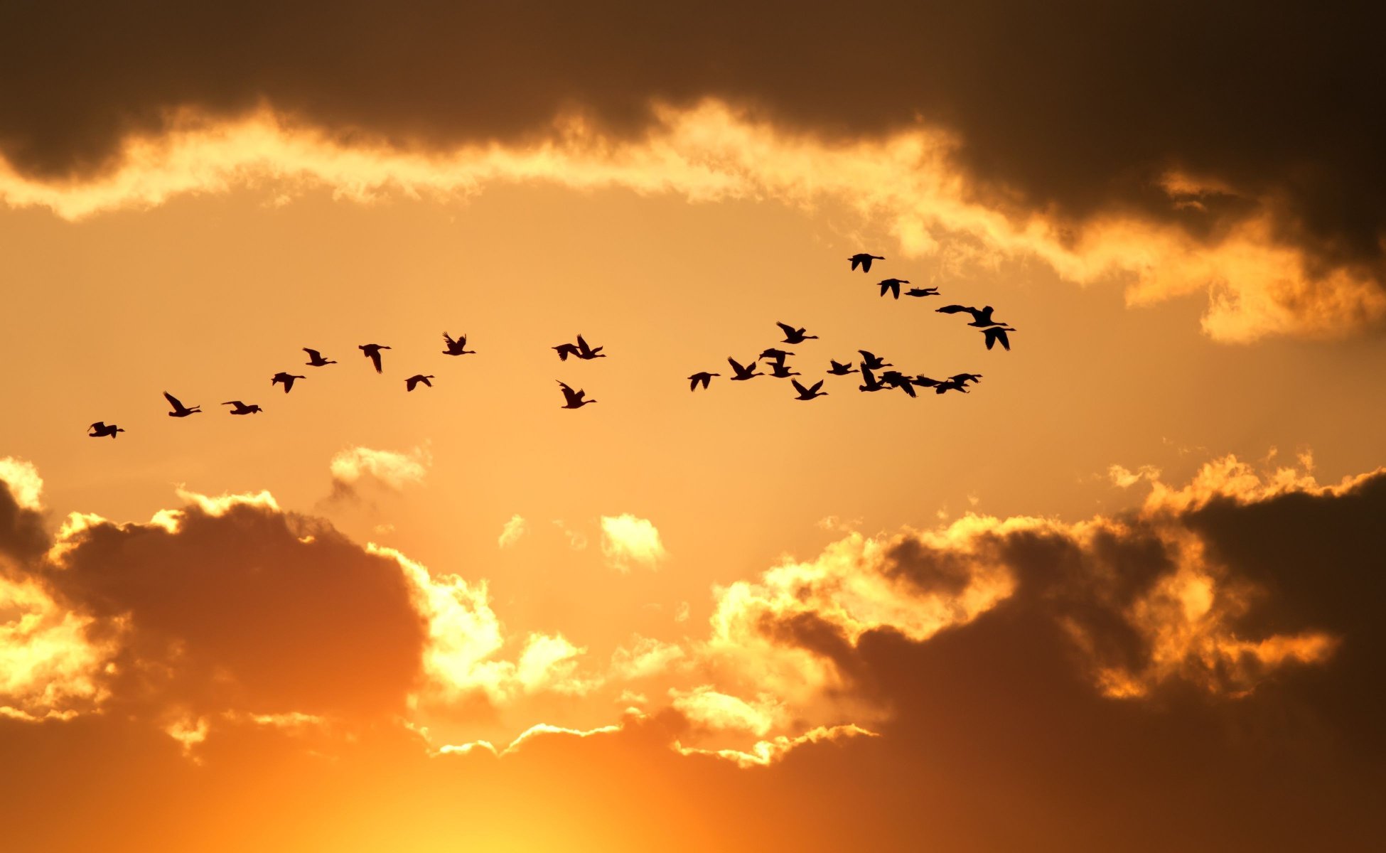 nature ciel nuages oiseaux vol silhouettes jaune fond papier peint écran large plein écran écran large