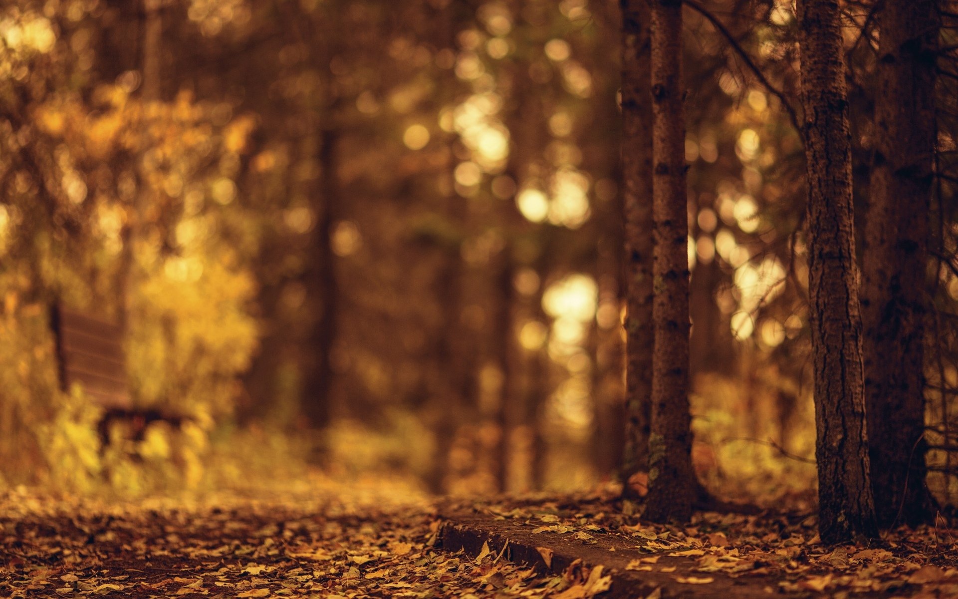 natur baum bäume blätter blätter herbst bank unschärfe hintergrund tapete widescreen vollbild widescreen widescreen