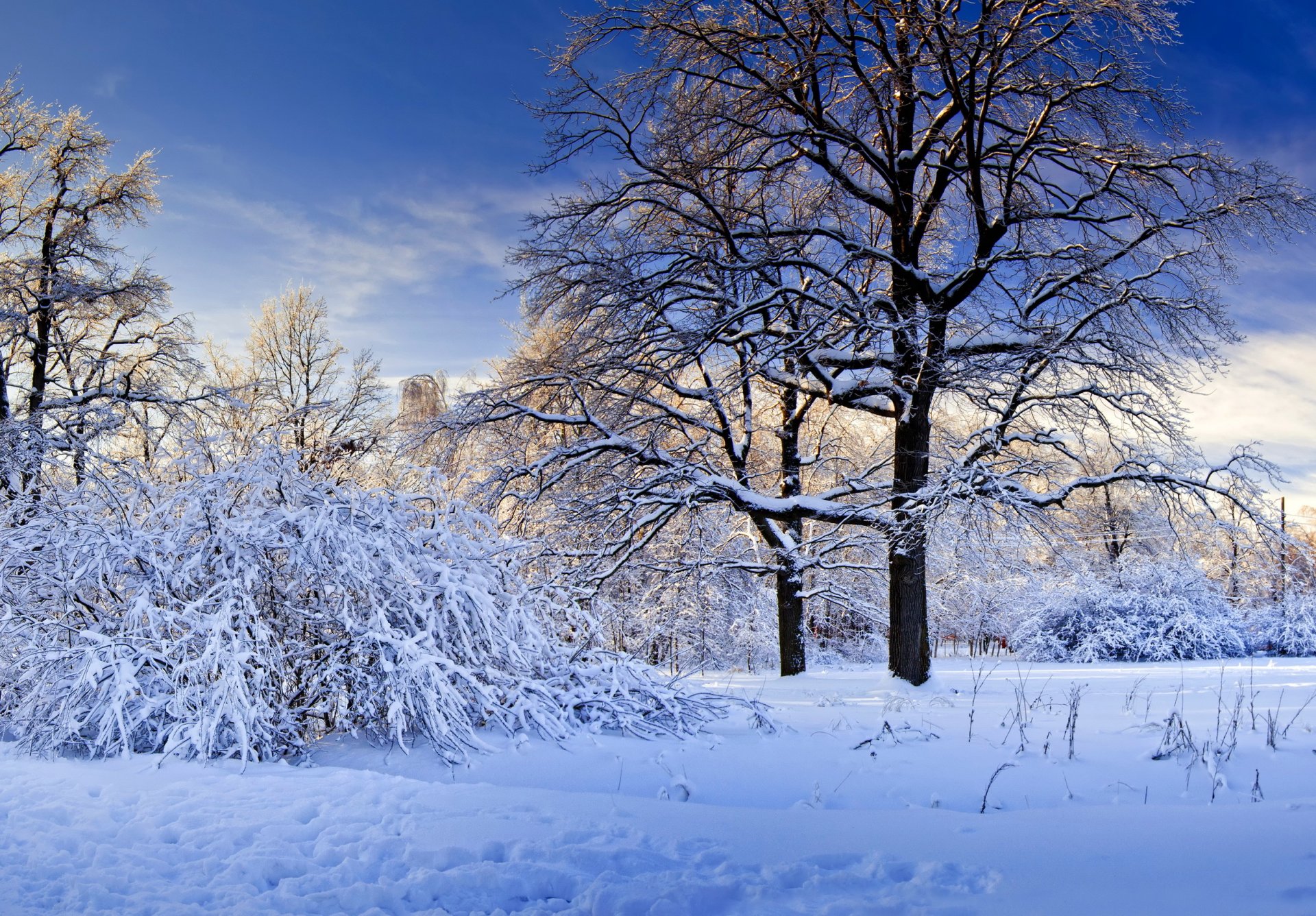 neve inverno alberi natura