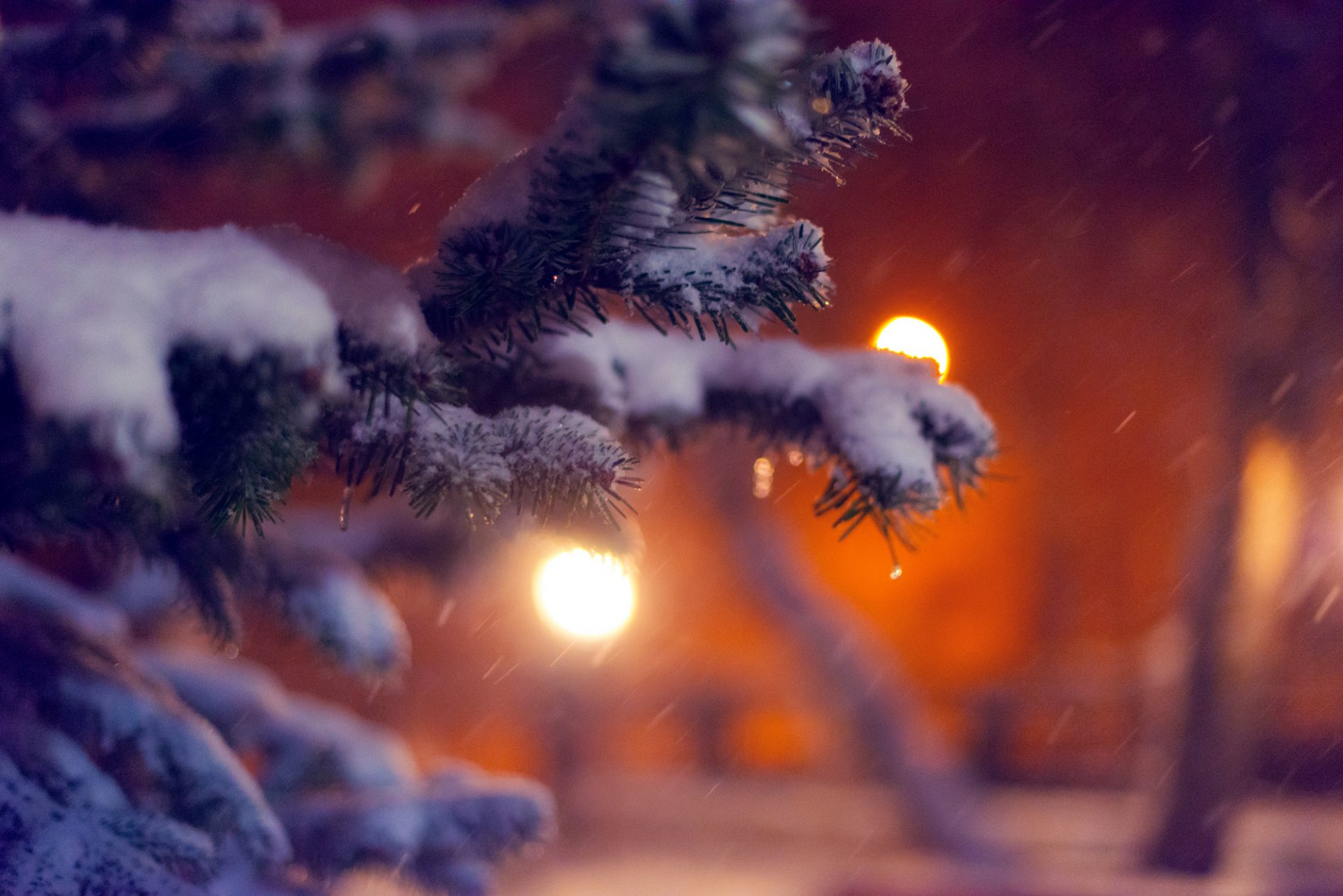 ramo neve abete rosso albero di natale albero inverno natura sera luci macro