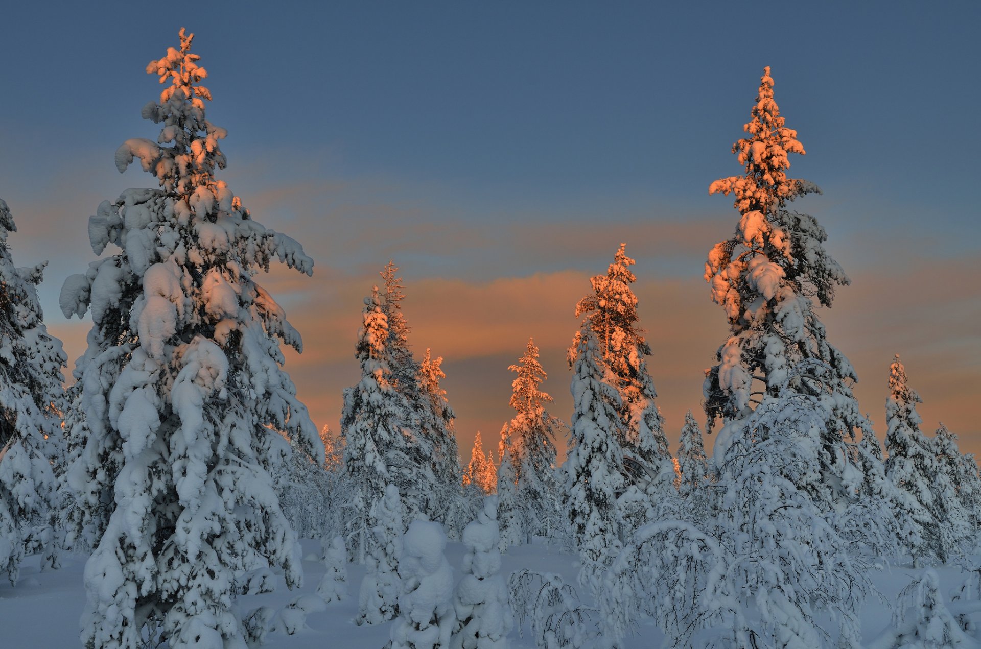 forêt arbres de noël neige hiver soirée