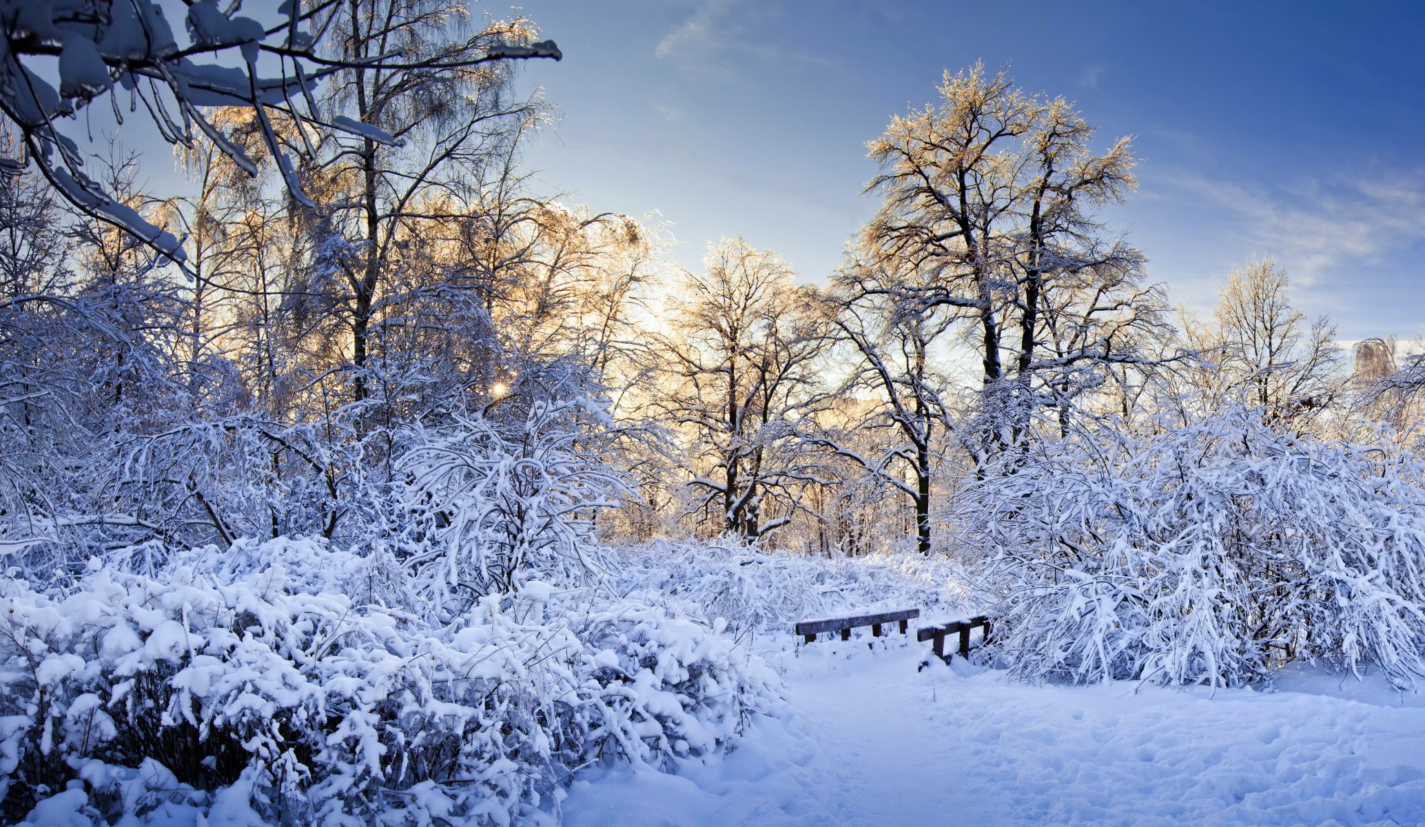 neige arbres branches hiver