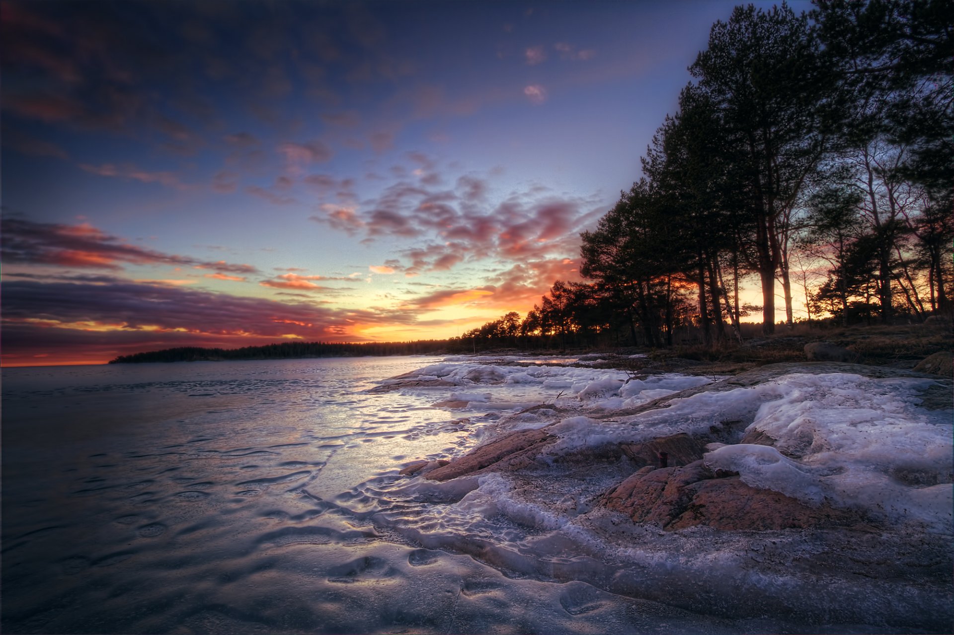 forest tree lake next winter