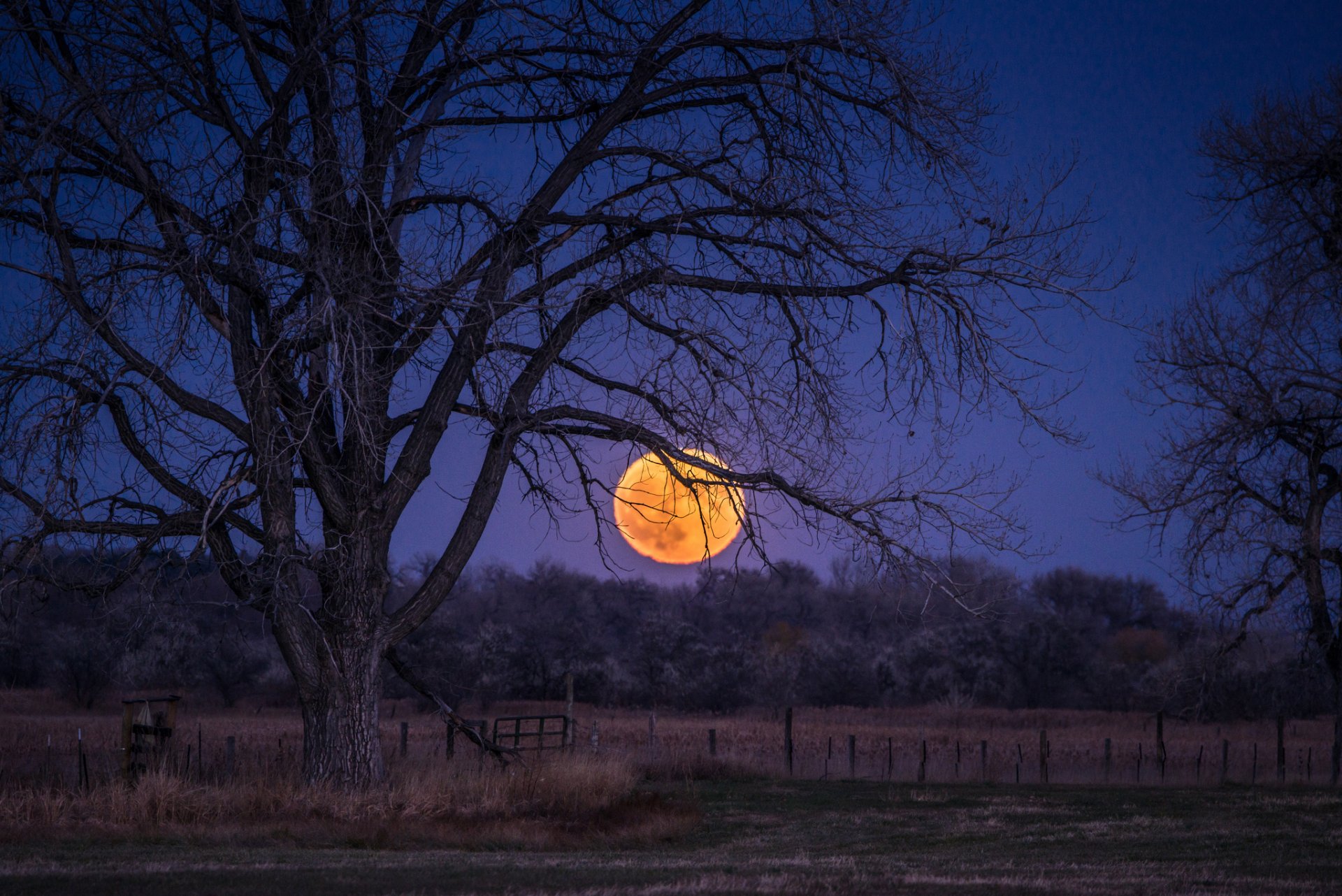 campo claro árboles noche azul cielo luna luna llena