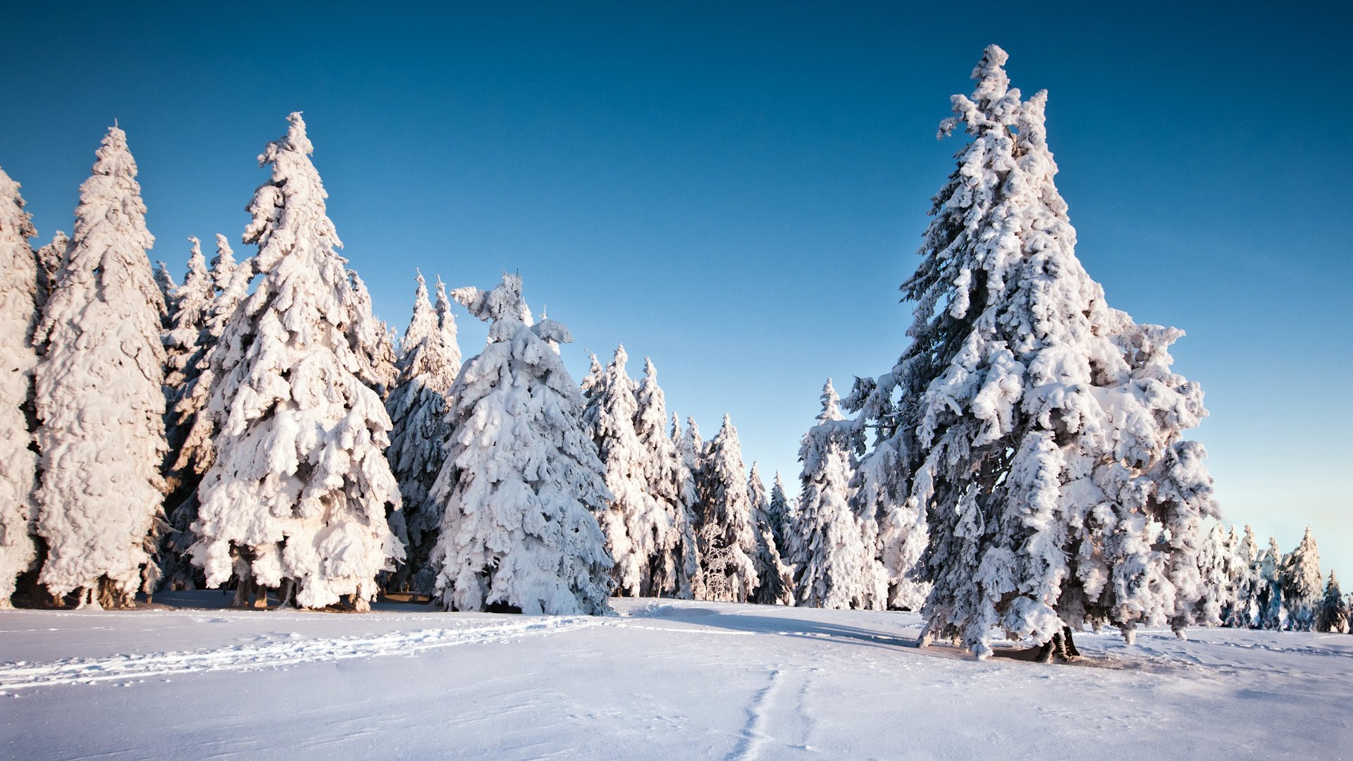 natura drzewa zima śnieg świerk choinki zima tło tapeta panoramiczny pełny ekran panoramiczny