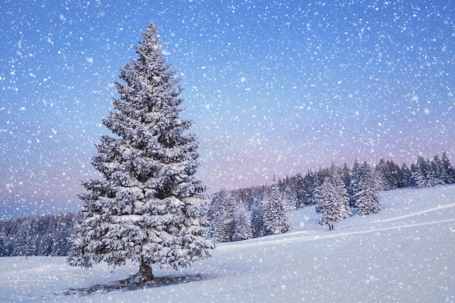 natur landschaft weihnachtsbaum schnee winter jahreszeit